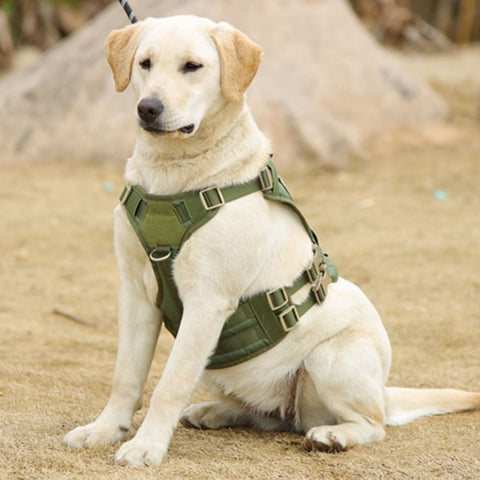 chien extérieur avec harnais militaire vert