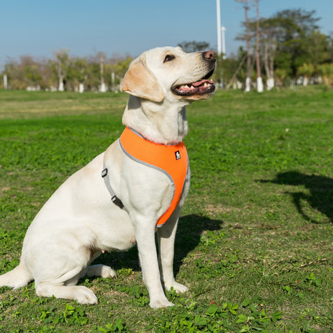 chien avec harnais mesh orange