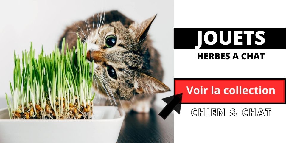 chat qui mange des pousses herbes fraiches