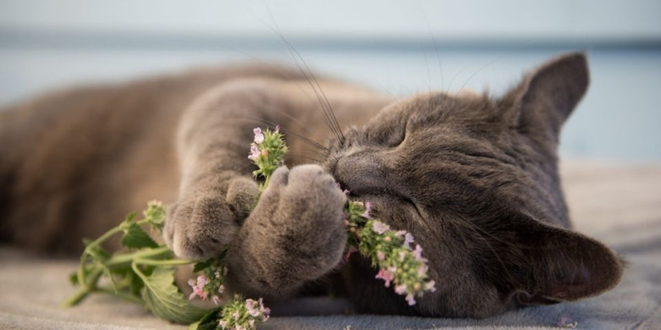 Boule herbe à chat et Matatabi -  France