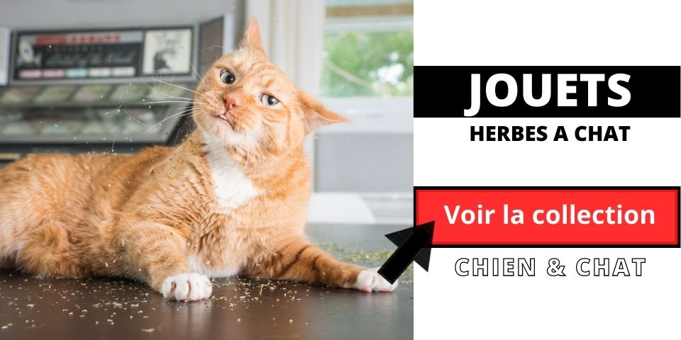 Herbes à chat VS herbes-aux-chats : utilisation et bienfaits