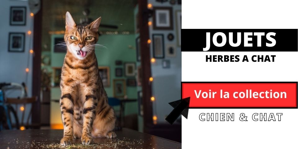 Herbe a chat ( Catnip) – Latribudenana