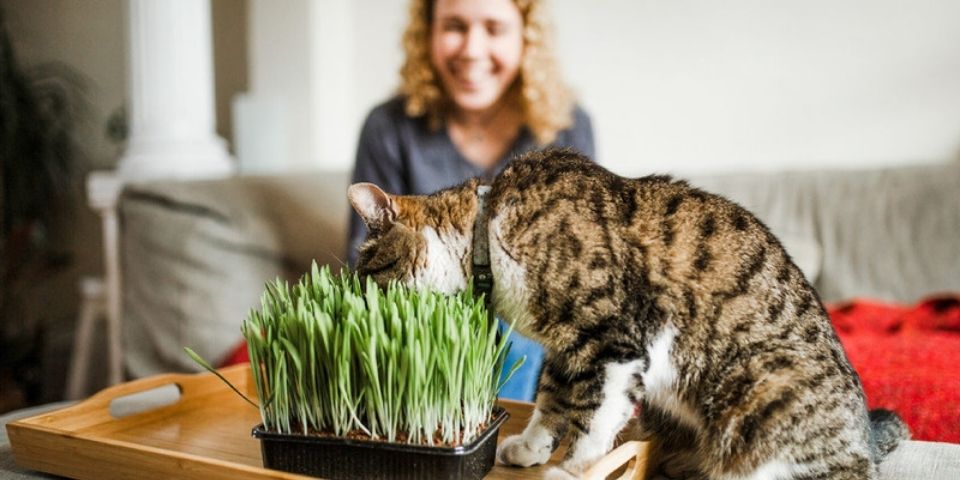 chat domestique sur la table avec tete dans pousses d'herbes