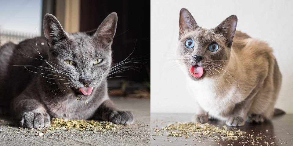 deux chats assis tirent la langue avec herbe chat