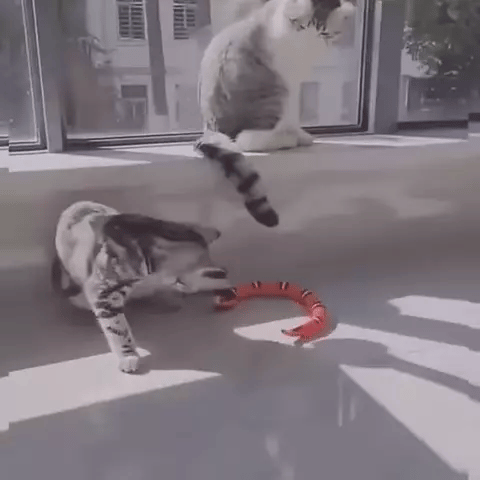 video chat avec jouet serpent interactif