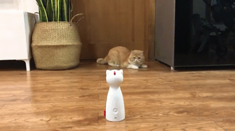 laser chat maison