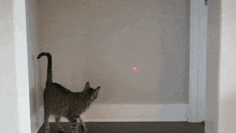 chat laser maison