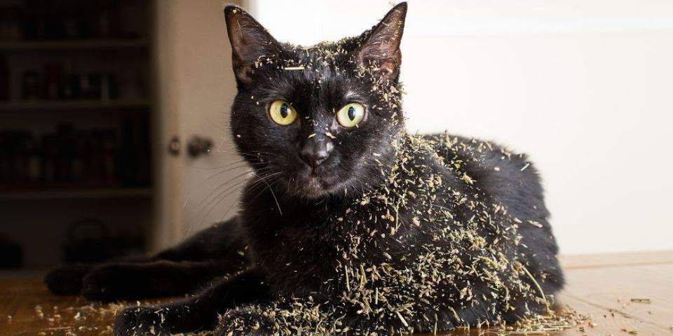 Herbe à Chat la Vérité : Cataire, Matatabi, Valériane