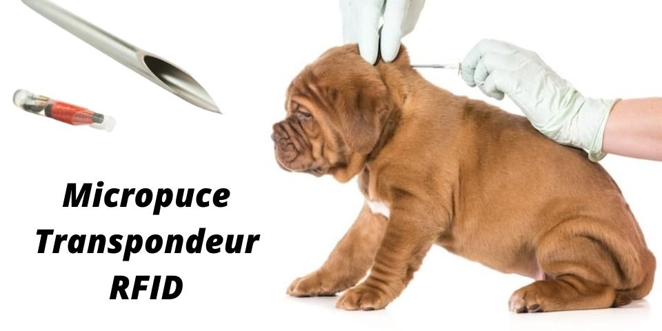 chiot qui se fait insérer une micropuce par le veterinaire