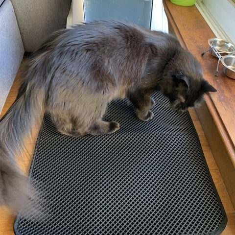 tapis litière chat domestique