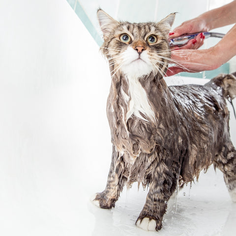 chat toilettage eau