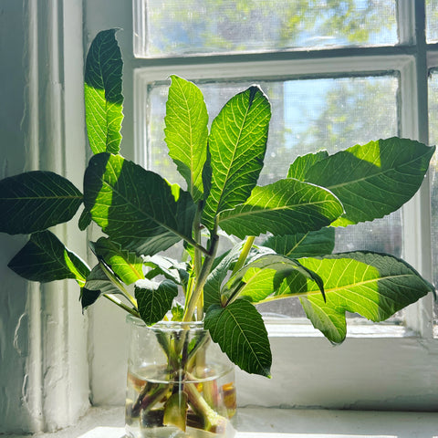 Windowsill dahlia cuttings