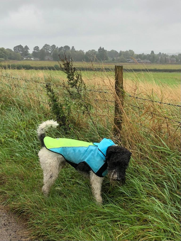 Pet Waterproof Dog Raincoat with Hi Vis Panel adjustable Velcro well made Size Medium