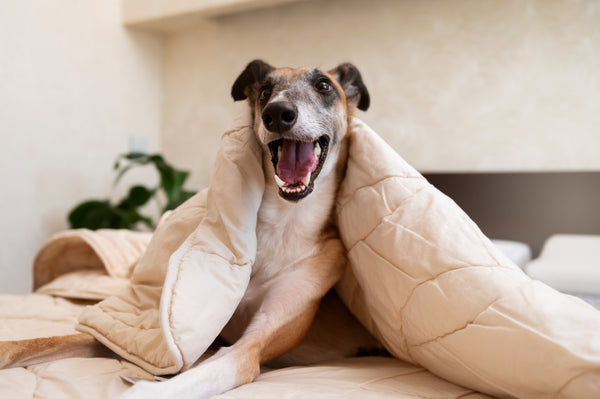 Dog Bed Sofa Protectors