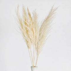 Pampas Grass