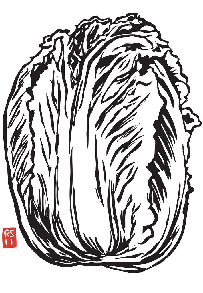 chinese cabbage drawing