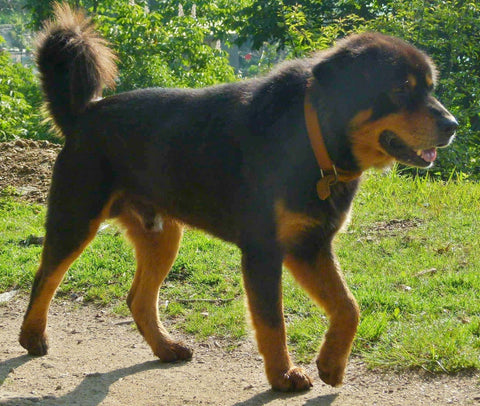 Himalayan Sheepdog