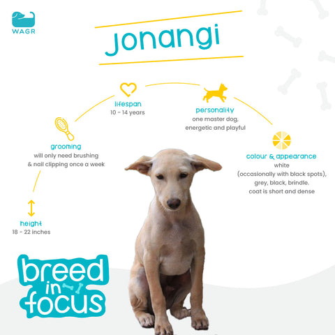 Jonangi