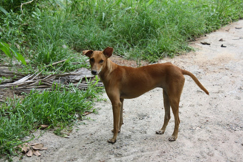 Sinhala Hound