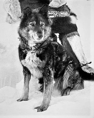 Togo, the lead dog for champion musher Leonhard Seppala