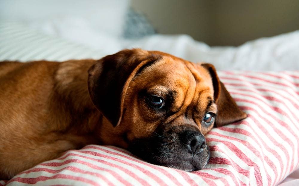 separation anxiety in dogs