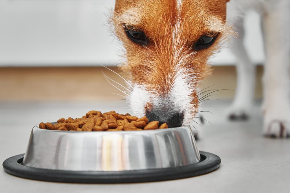 approaching dogs while eating