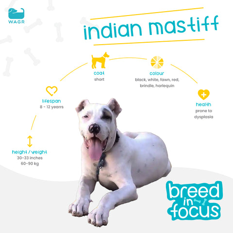 Indian Mastiff