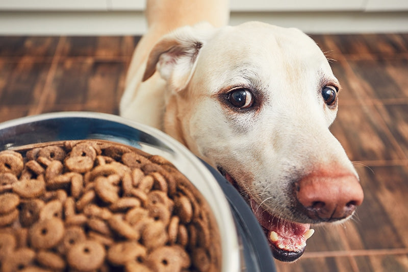 Labrador retriever and kibble