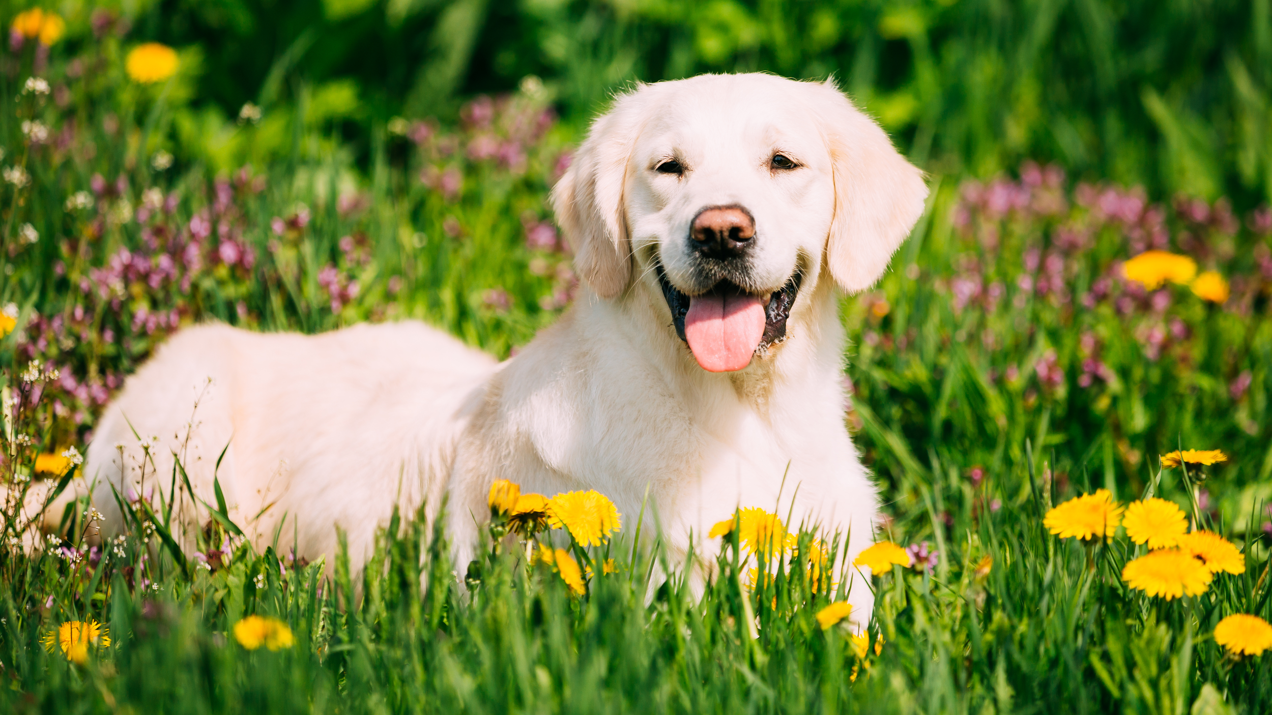 Labrador retriever