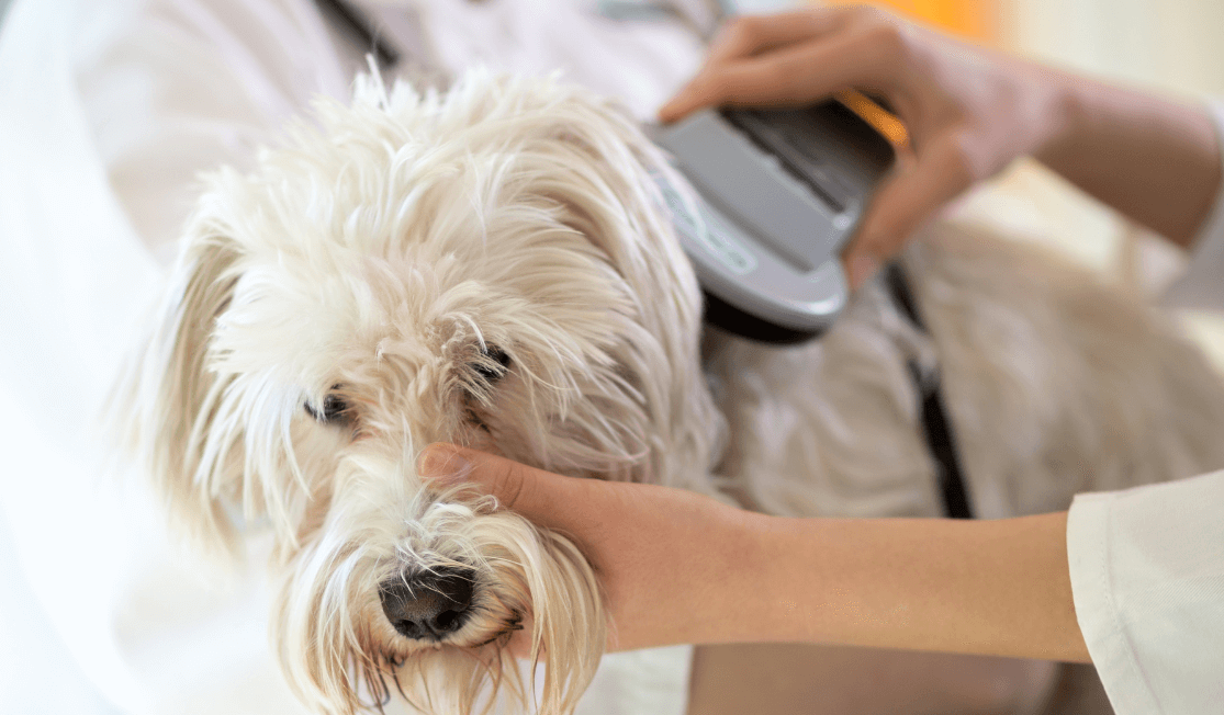 microchipping your pets