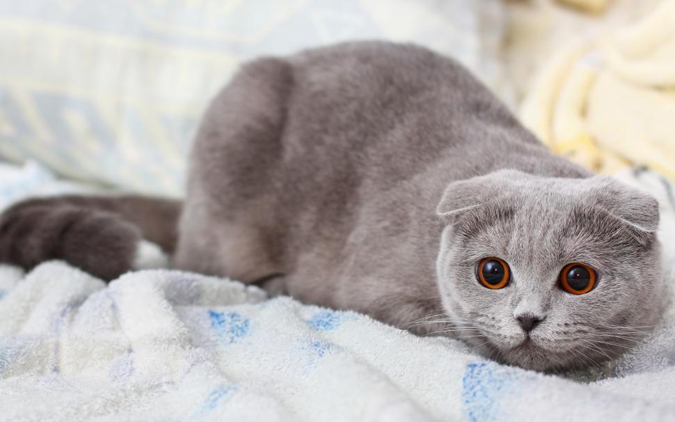 Scottish fold