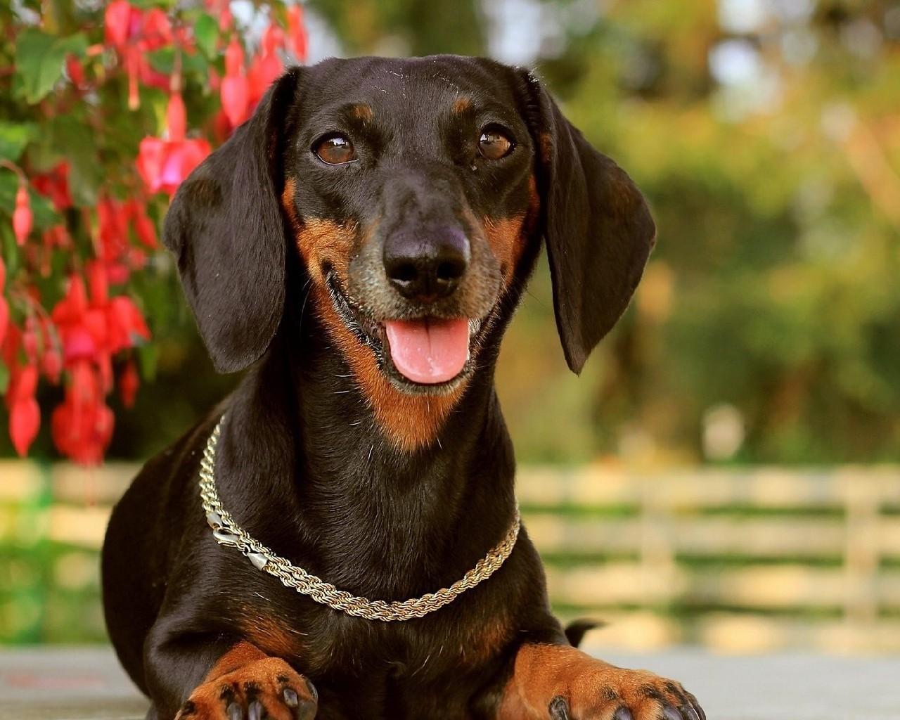 Dachshund