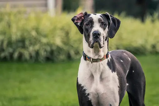 great dane