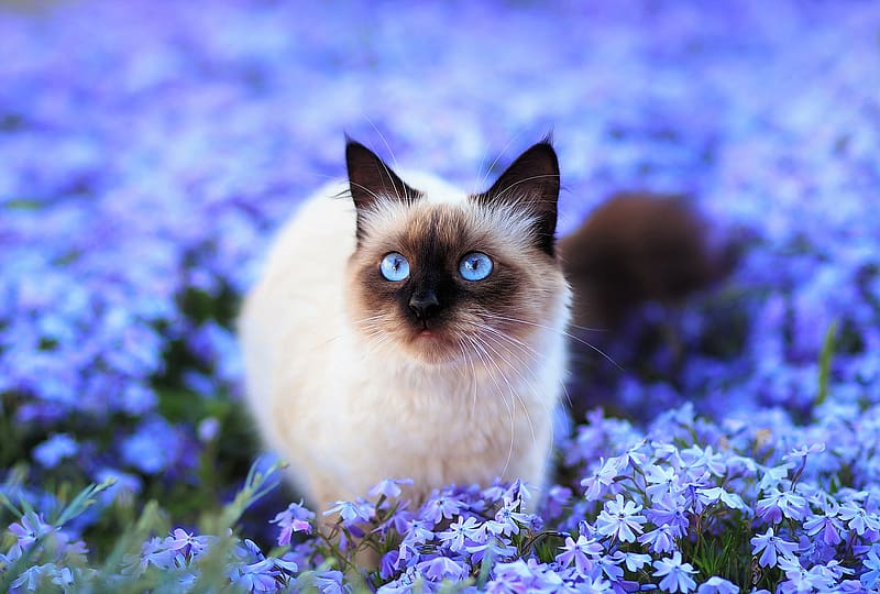 himalayan cat