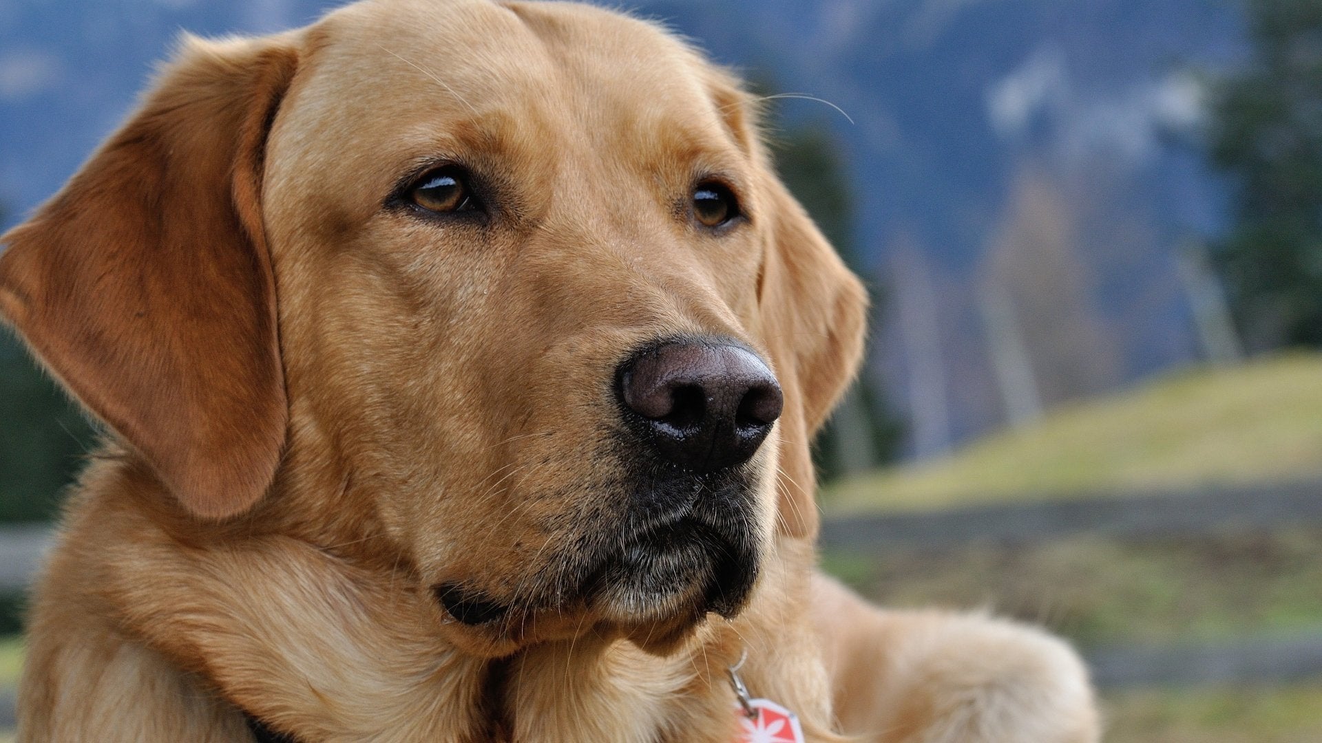 labrador retriever