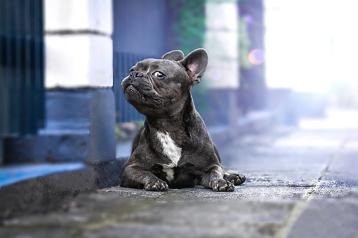 French Bulldog