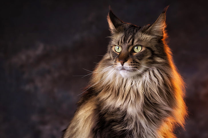 Maine coon