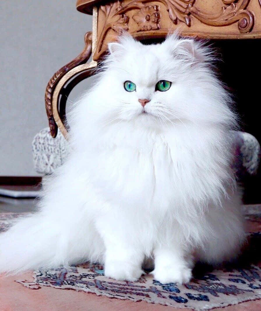 Persian Cat