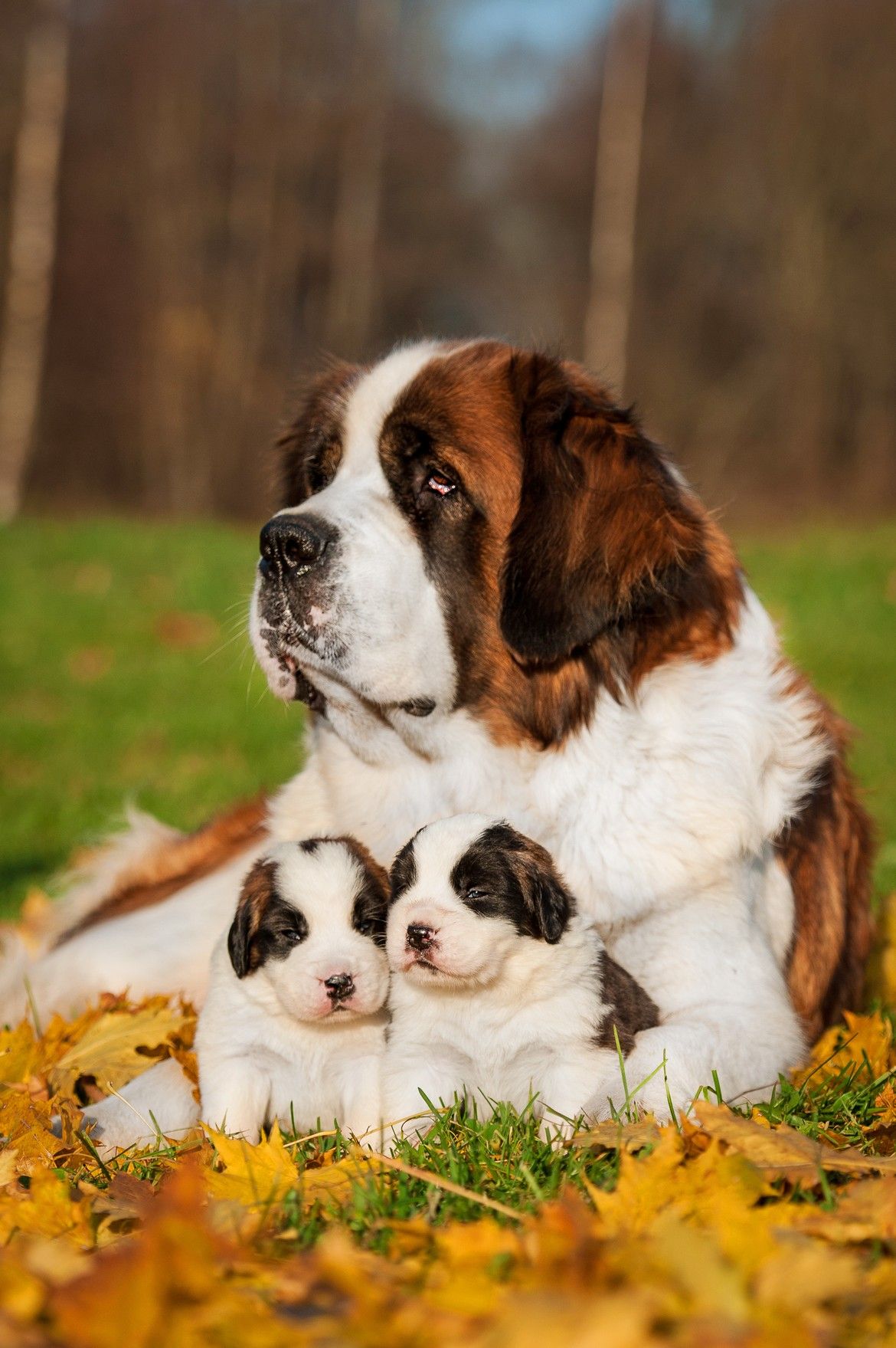 saint bernard