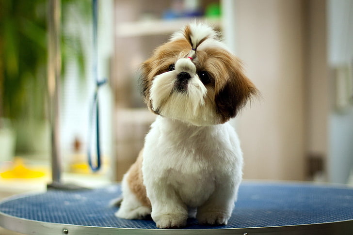 Shih Tzu Training, Characteristics, & Care