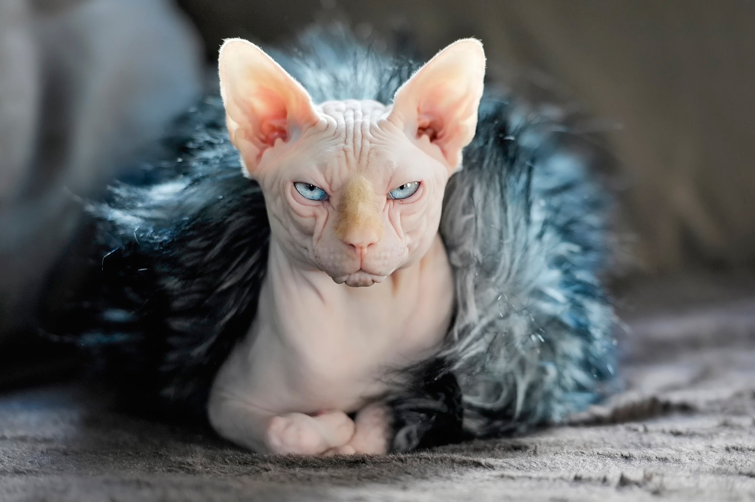 Sphynx Cat