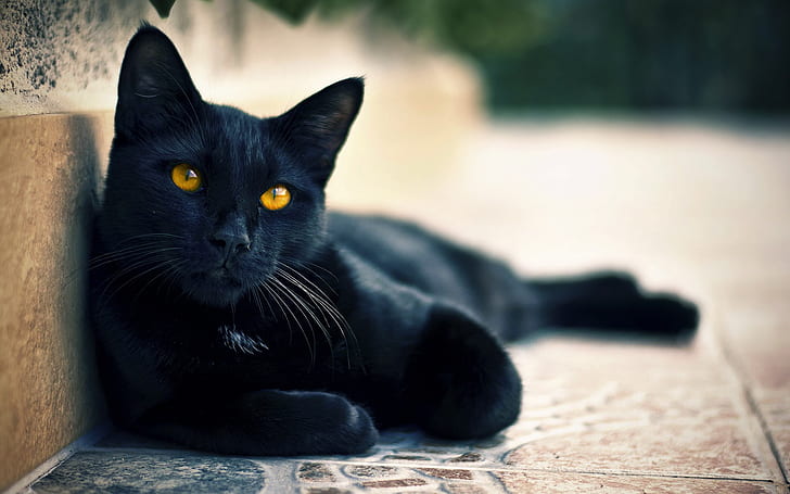 bombay cat