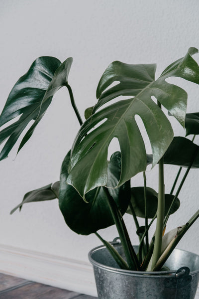 Monstera richtig pflegen