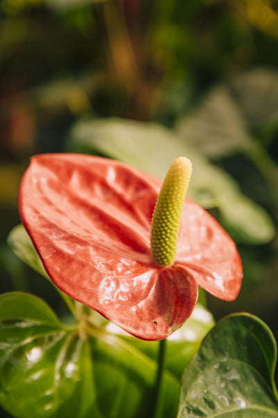 Anthurien rote Blüte