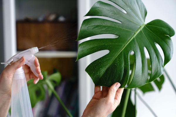 Monstera gießen