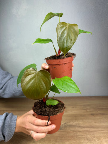 Philodendron Lynamii