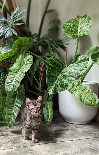 Giftige Pflanzen für Katzen