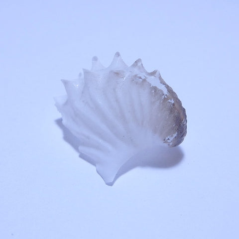 nautilus shell