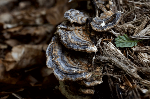 Turkey tail mushroom benefits 2