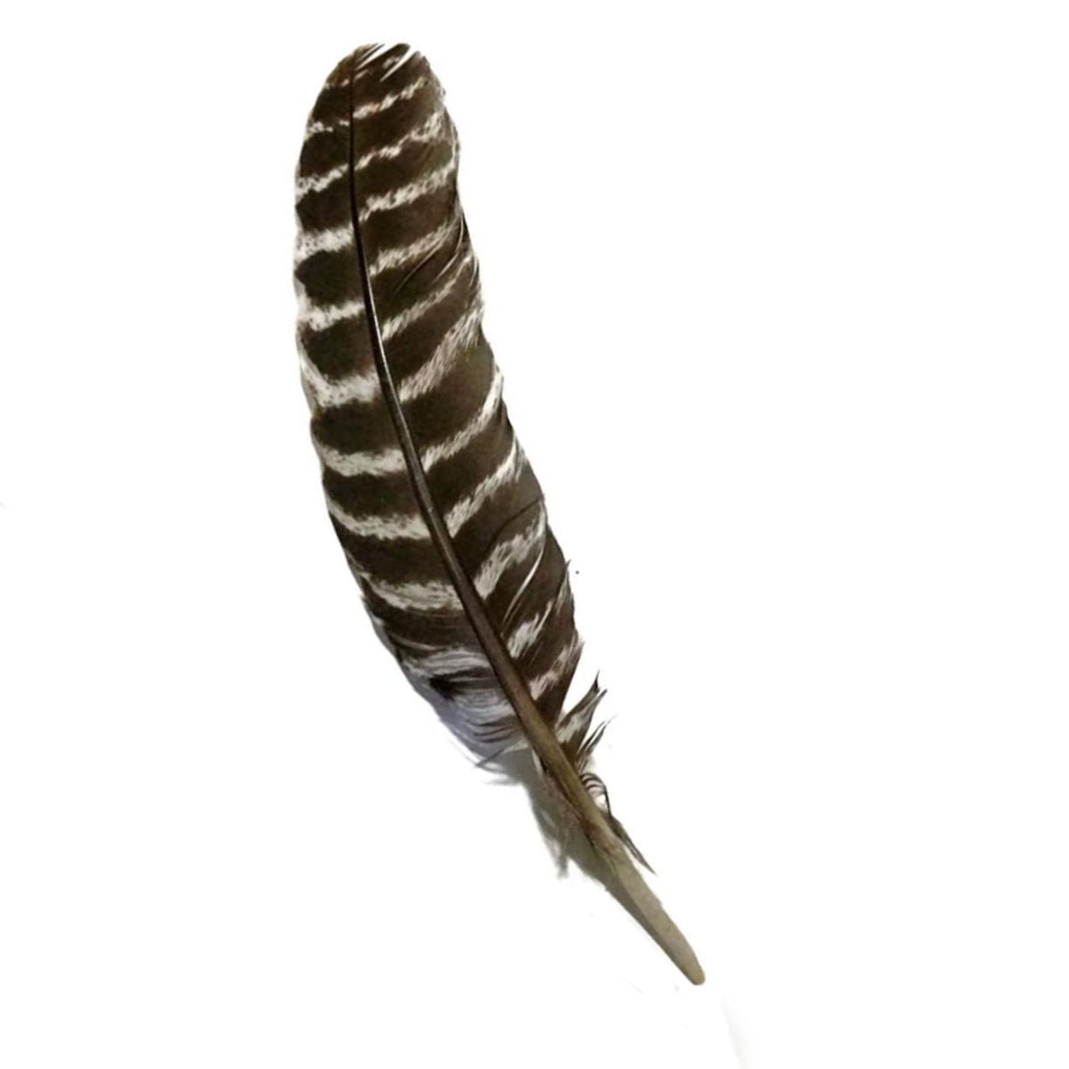Turkey Feather-All Natural-Spiritual Feather – Regal Elements
